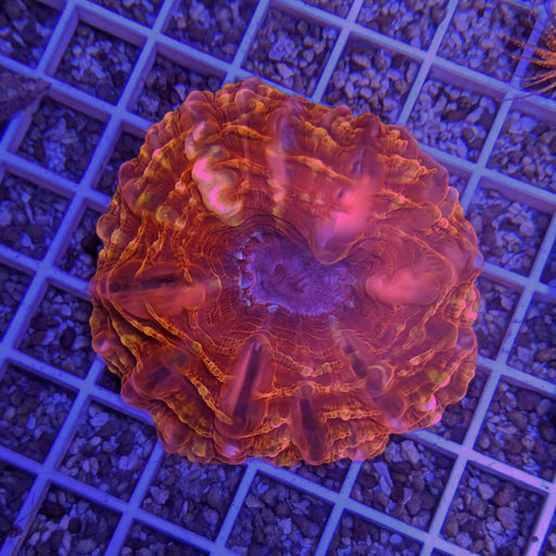 Red and Orange Cynarina Coral 0114