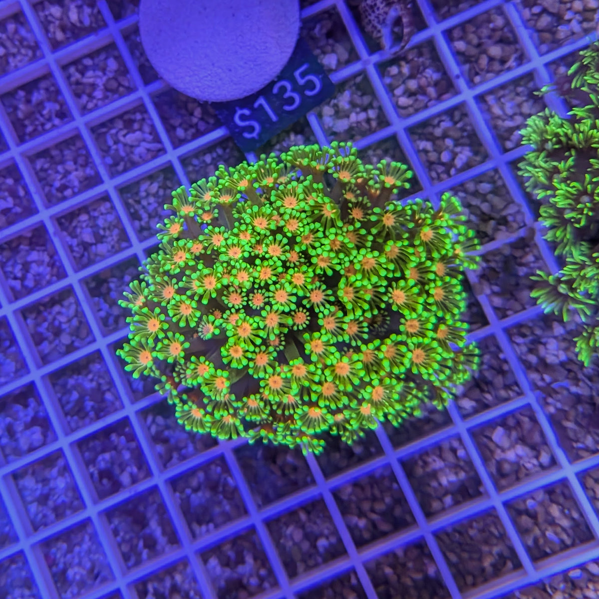 Green and Orange Alveopora 0105