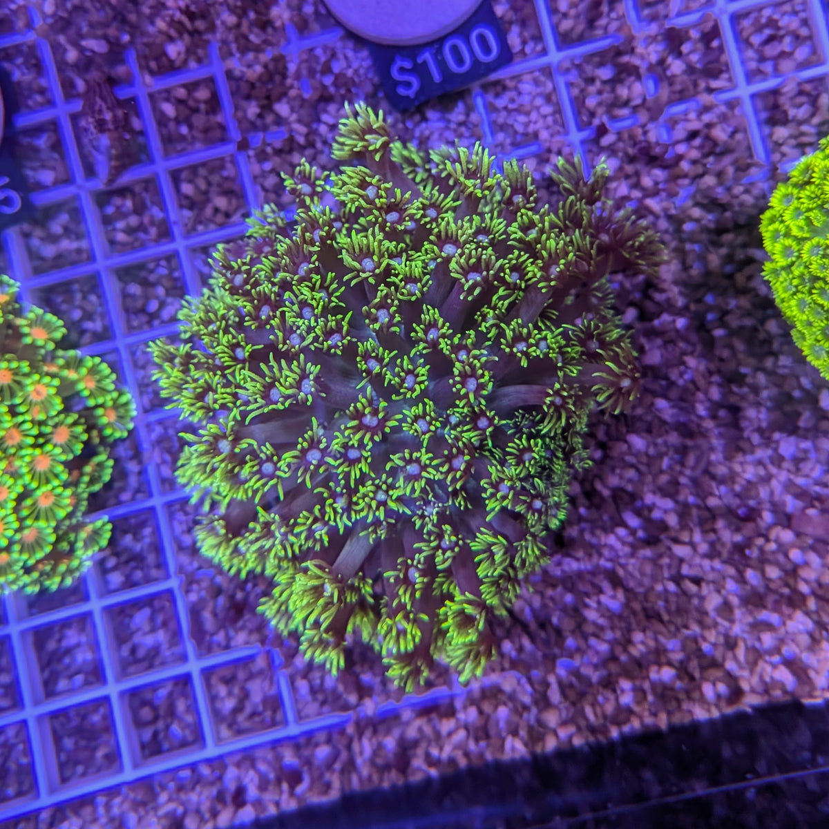 Long Polyp Green Goniopora 0112