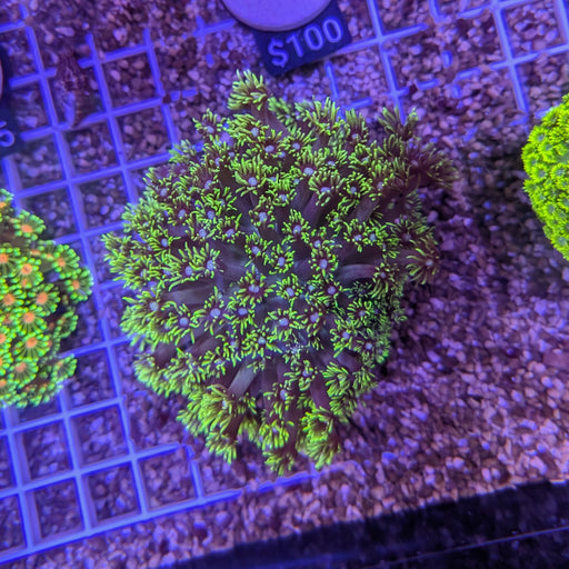 Long Polyp Green Goniopora 0112