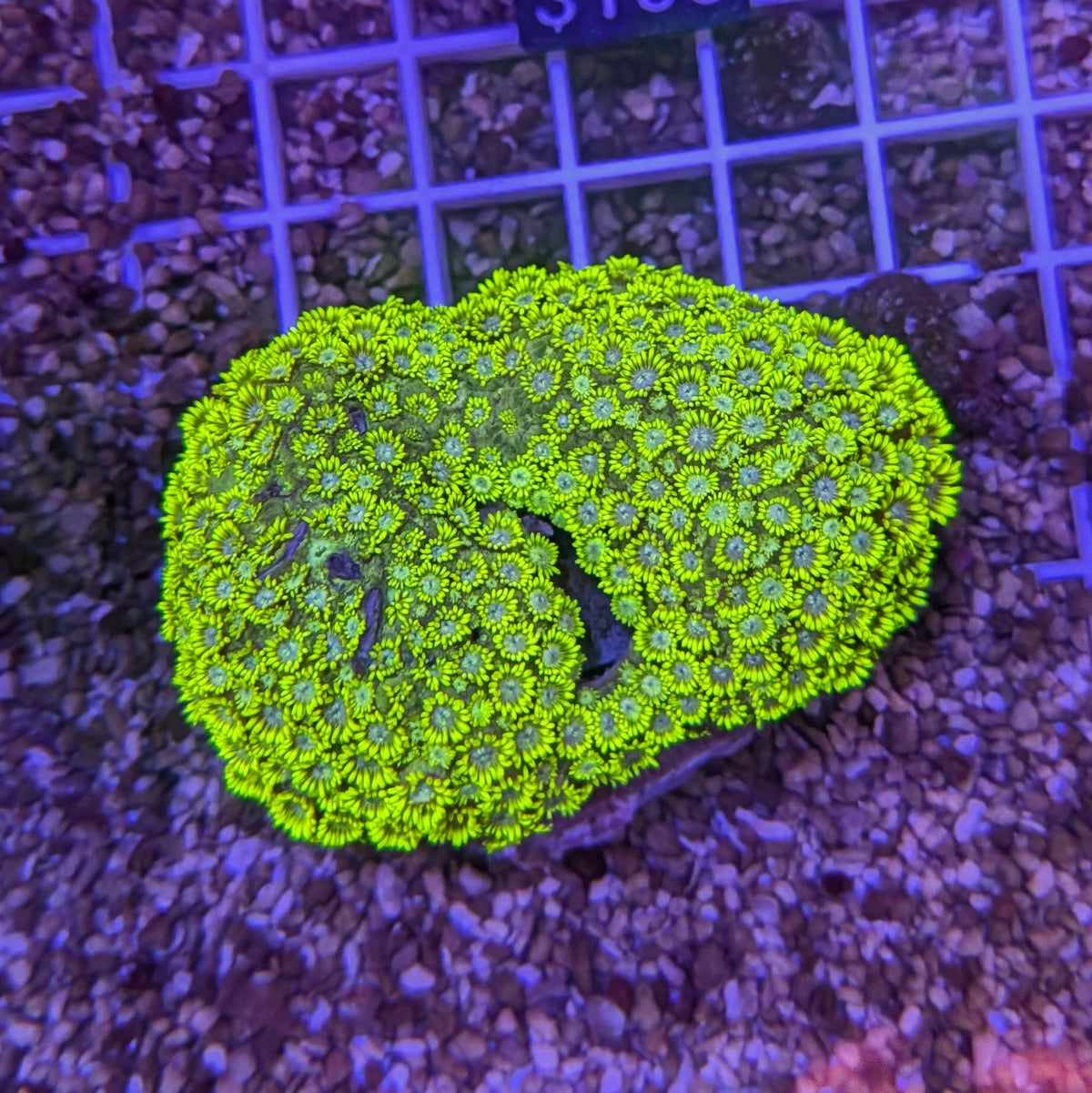 Neon Green Goniopora M 0101