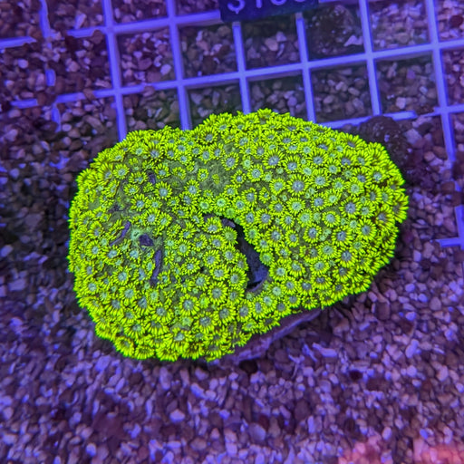 Neon Green Goniopora M 0101