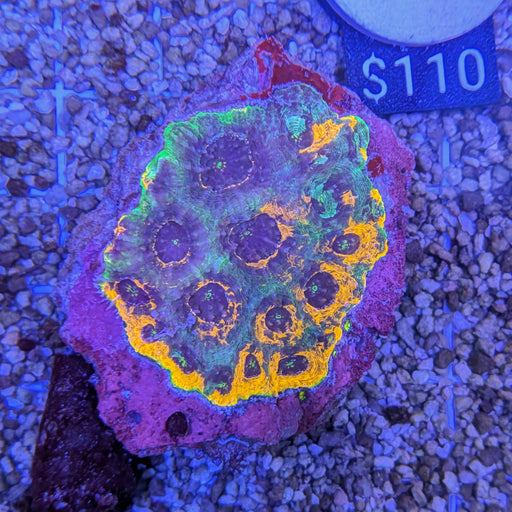 Orange and Green Acan Echinata Colony 0102