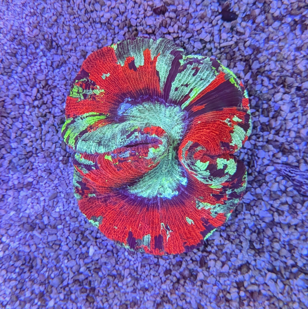 Red Rainbow Trachy 0104