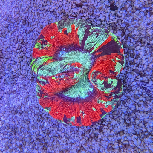 Red Rainbow Trachy 0104