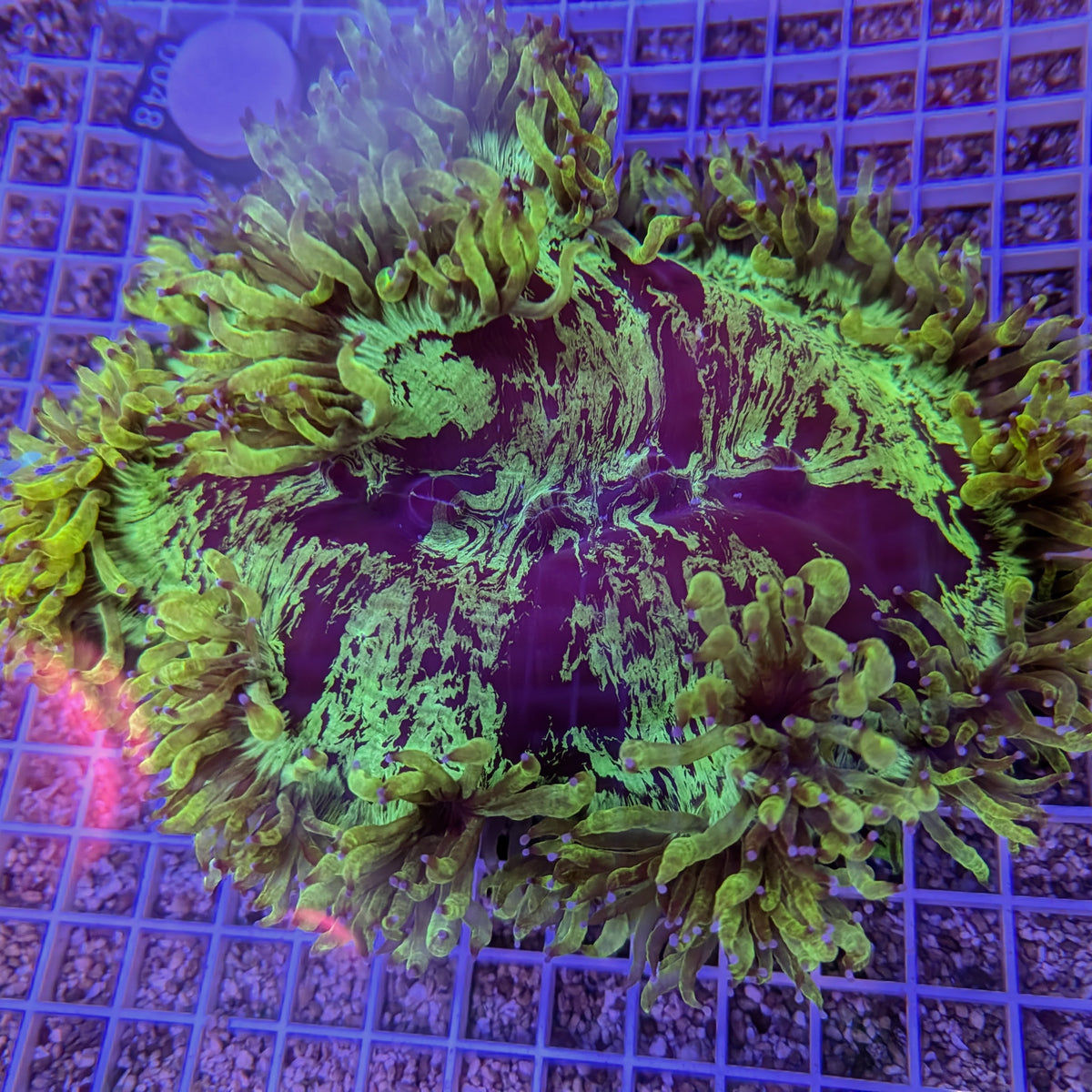 XL Green Elegance Coral 0048