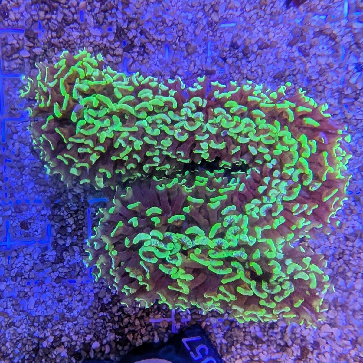 Metallic Green Wall Hammer 0057