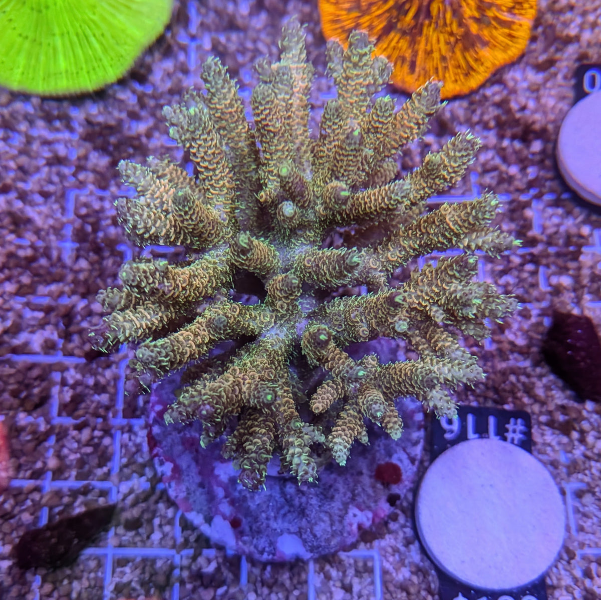 Green and Gold Acropora Millepora Colony Wild 0116