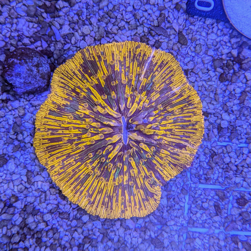 Halloween Fungia Plate Coral 0113