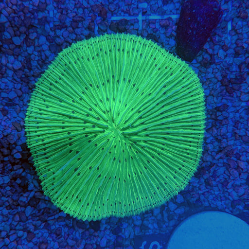 Green Fungia Plate Coral 0095