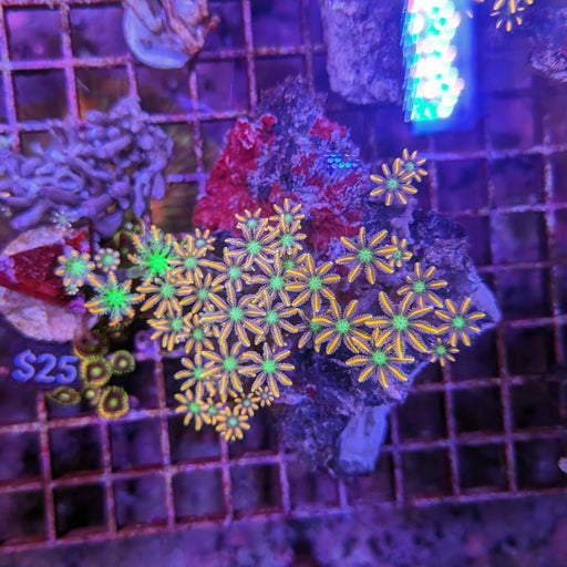 Firework Clove Polyp Colony B