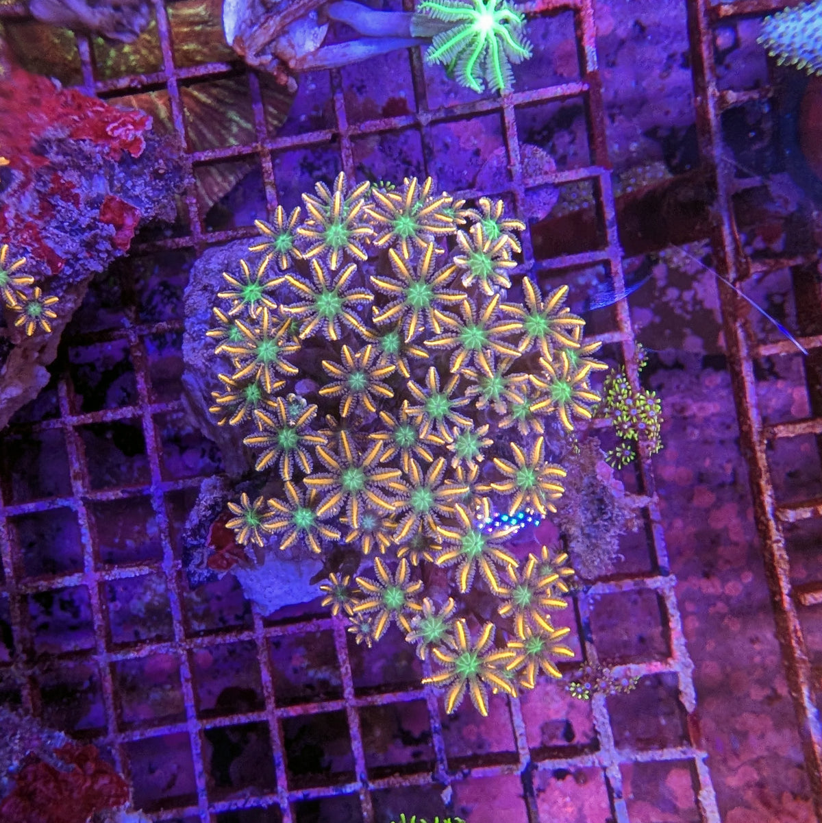 Firework Clove Polyp Colony A