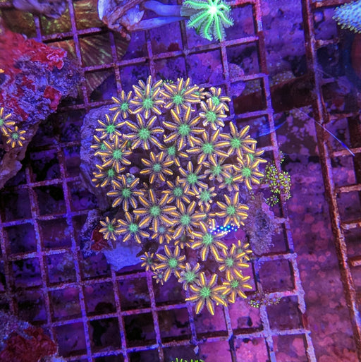 Firework Clove Polyp Colony A