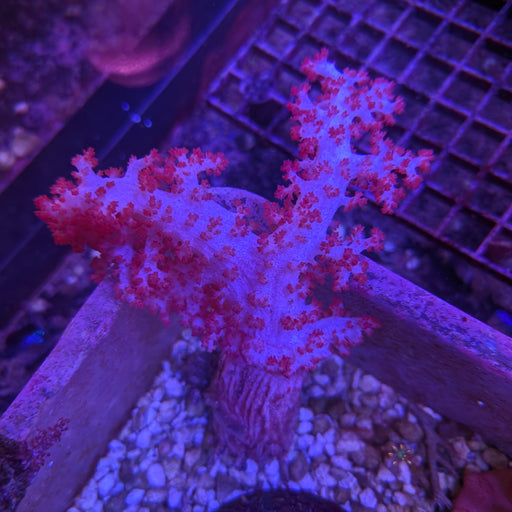 Carnation Tree Coral NPS