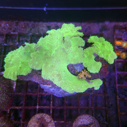 Green Cabbage Leather Colony