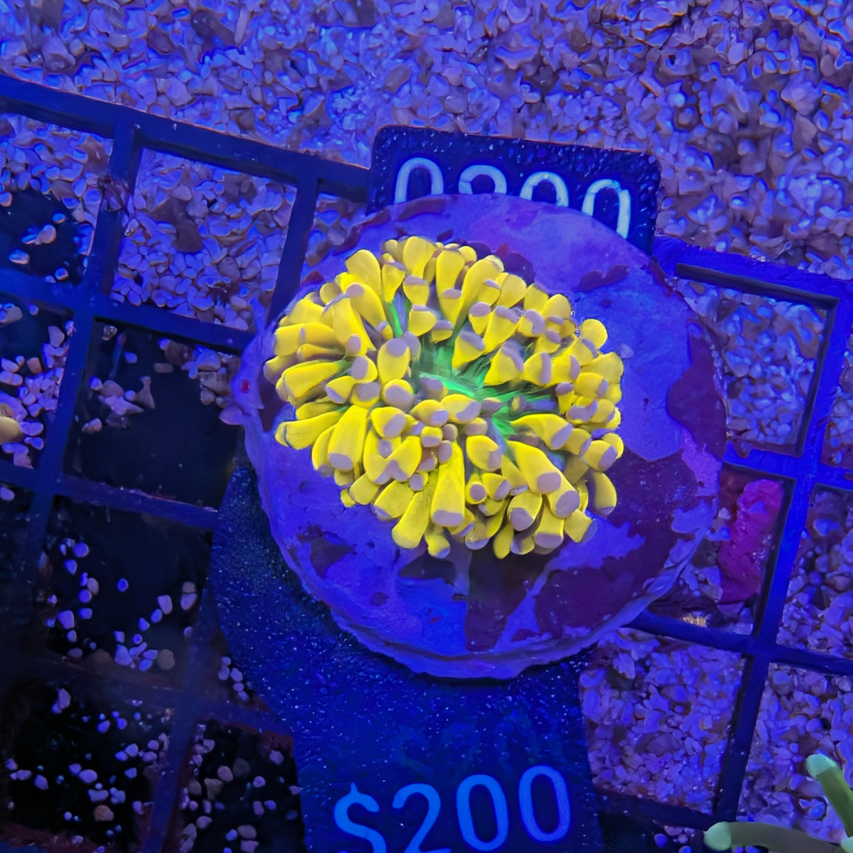 Orange Grail Torch Coral Frag 0080