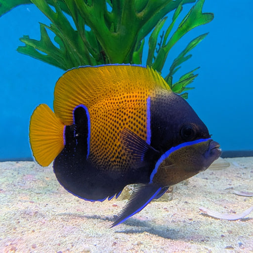 Majestic Angelfish