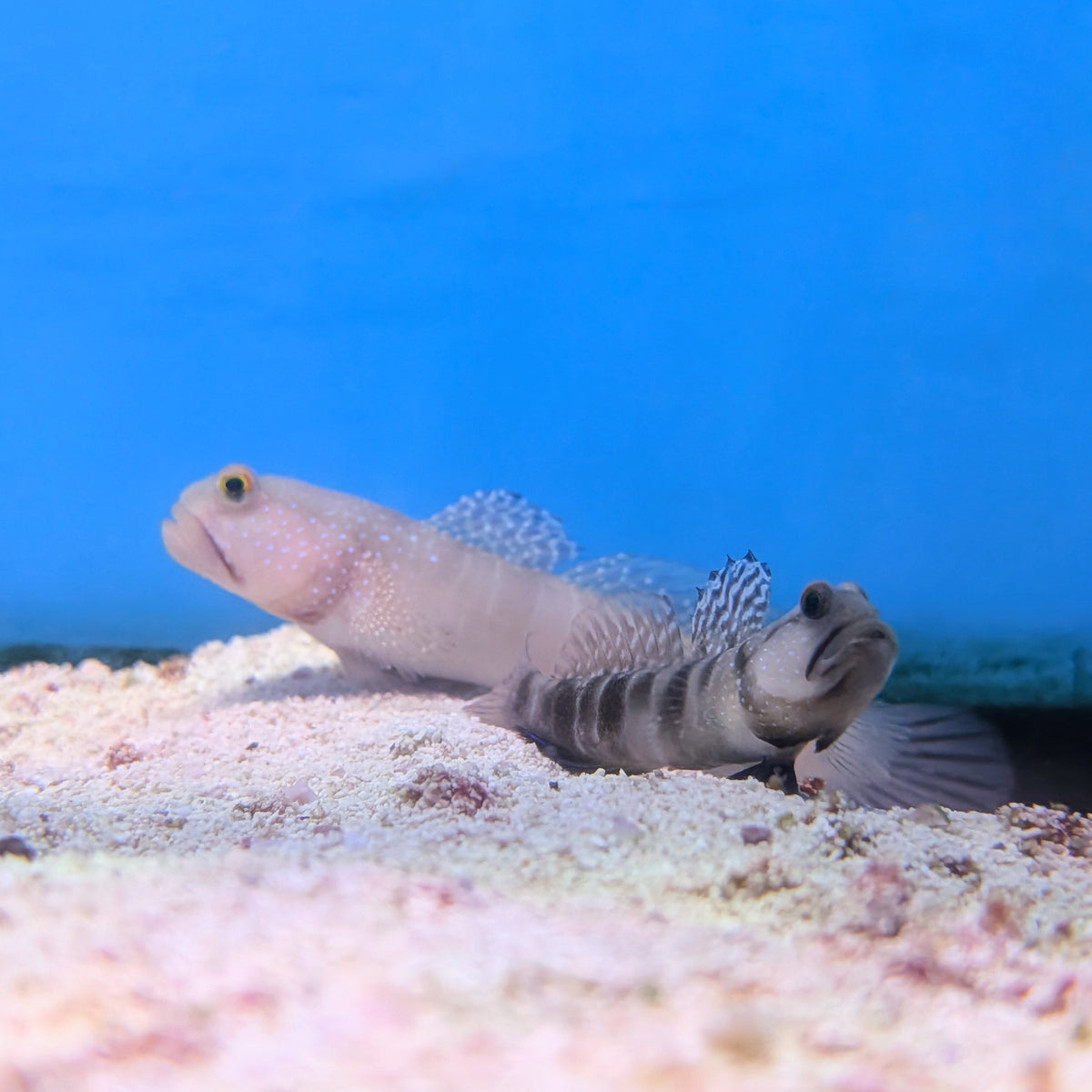 Watchman Goby Captive Bred