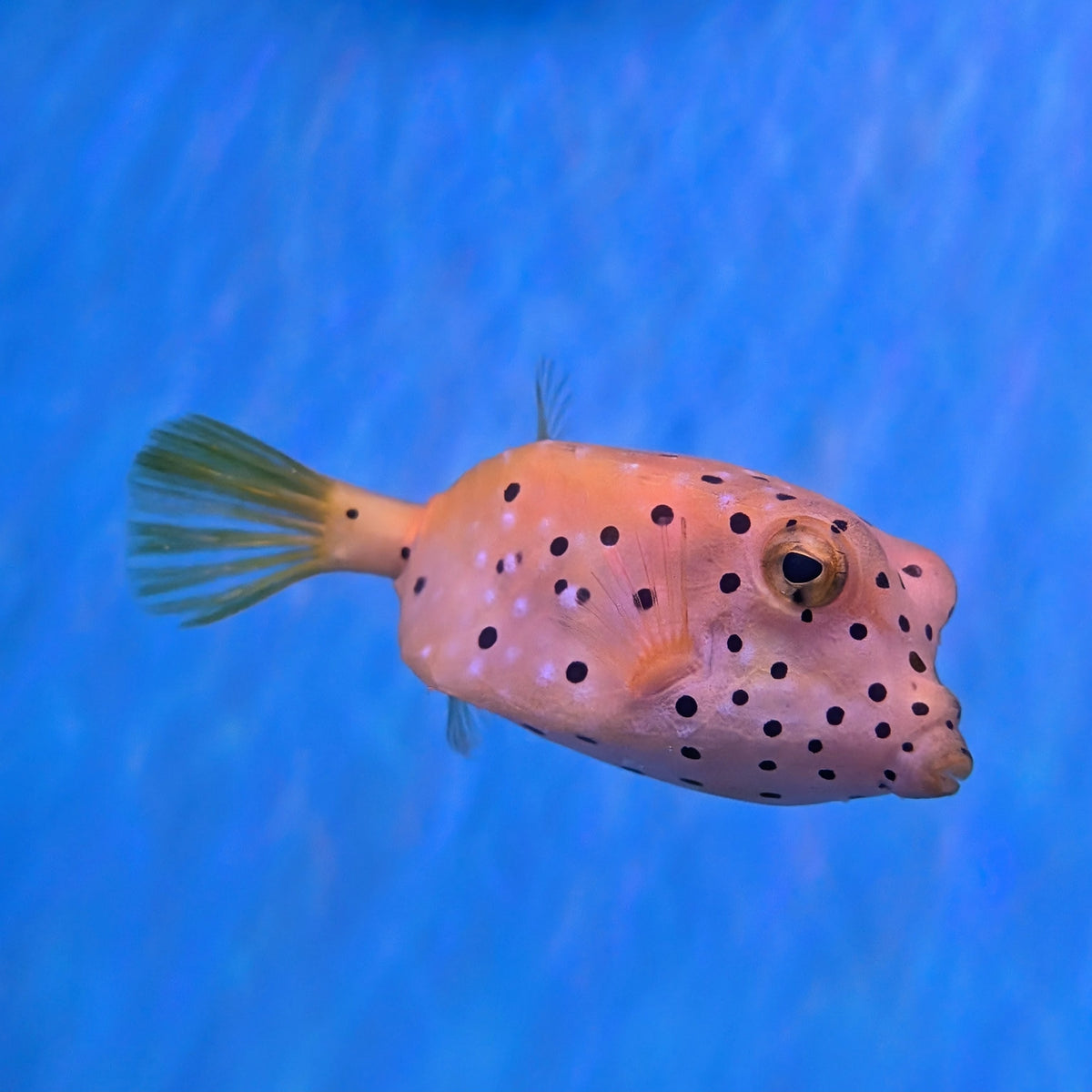 Cubicus Boxfish