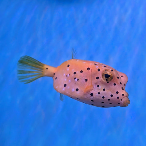 Cubicus Boxfish