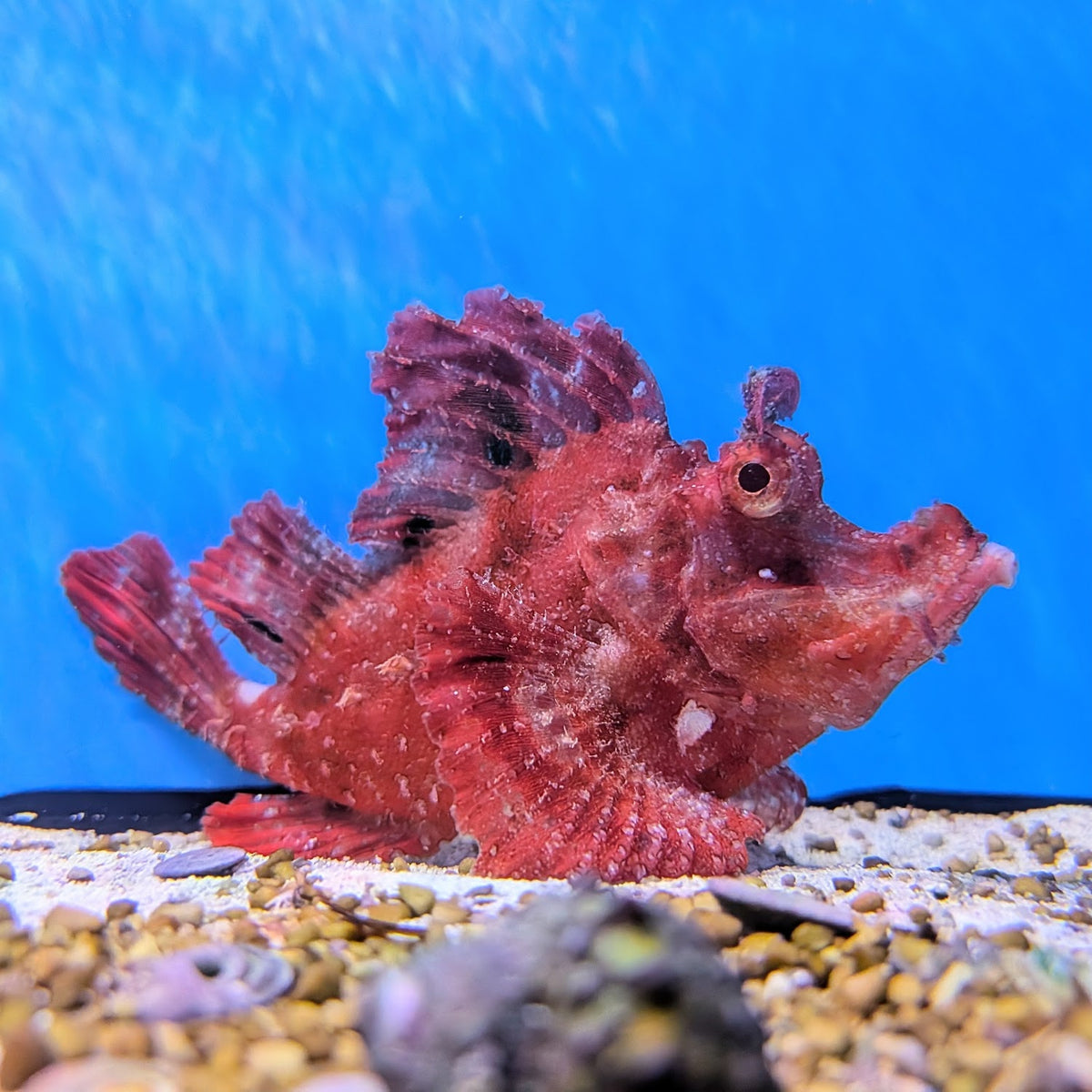 Red Rhinopias Scorpionfish