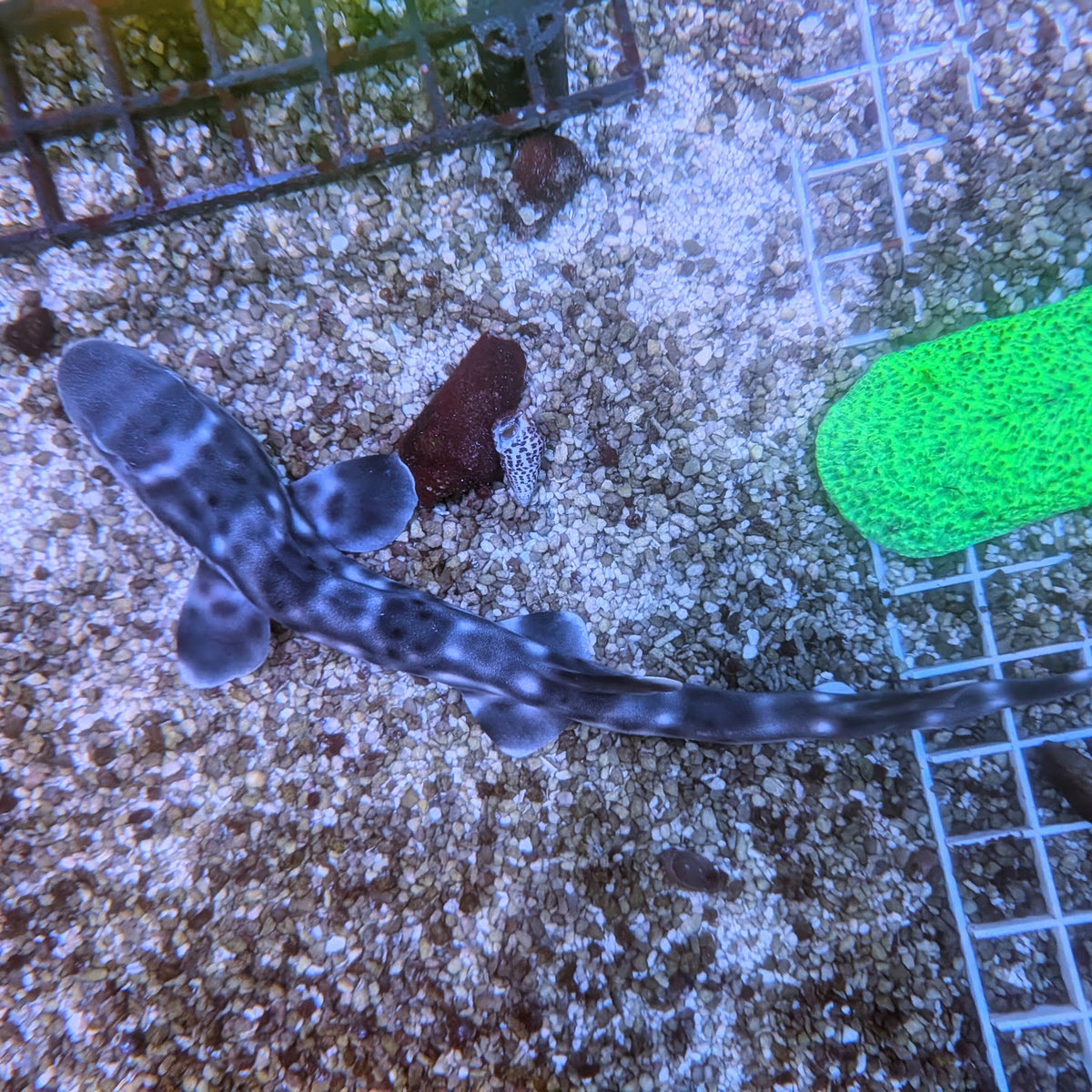 Whitespotted Bamboo Shark