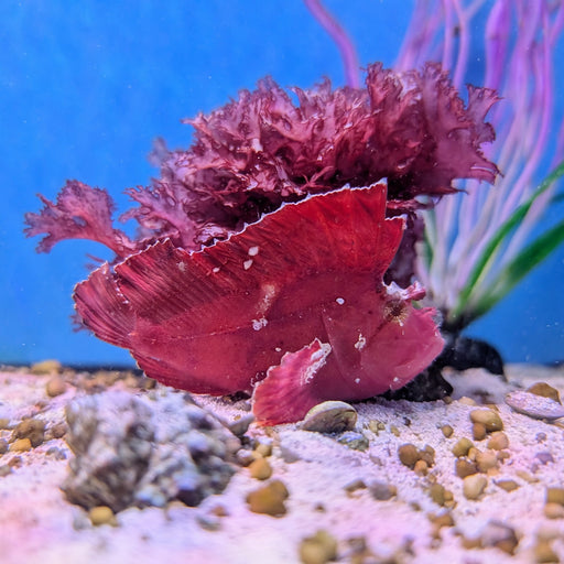 Hot Pink Leaf Scorpionfish