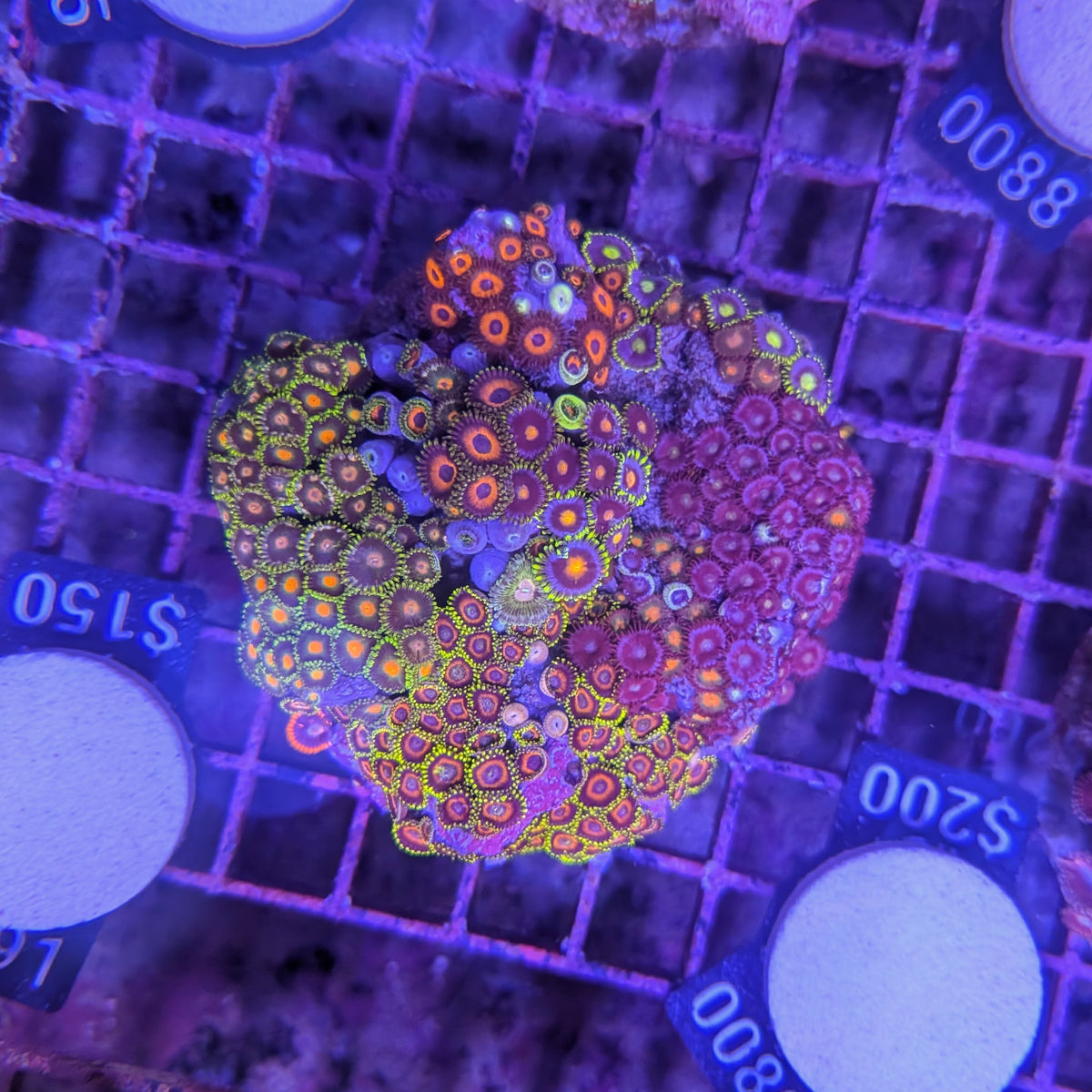 Zoa Garden 0091