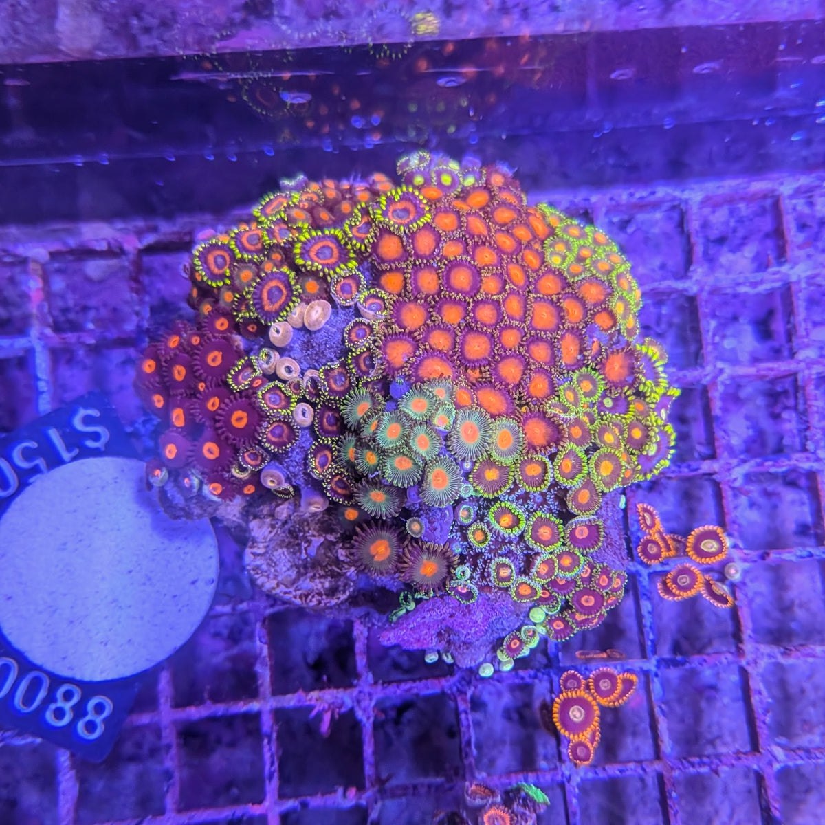 Zoa Garden 0088