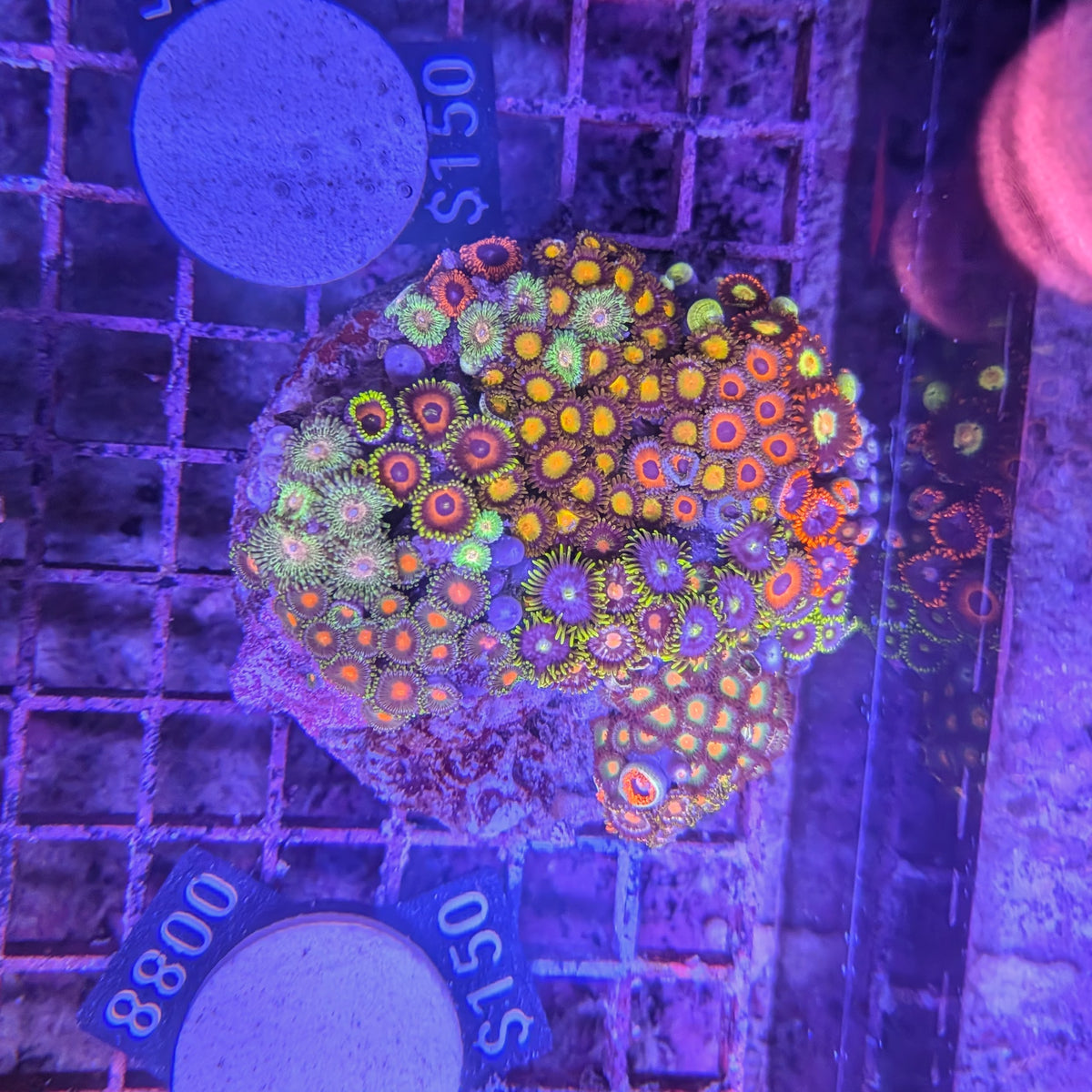 Zoa Garden 0065