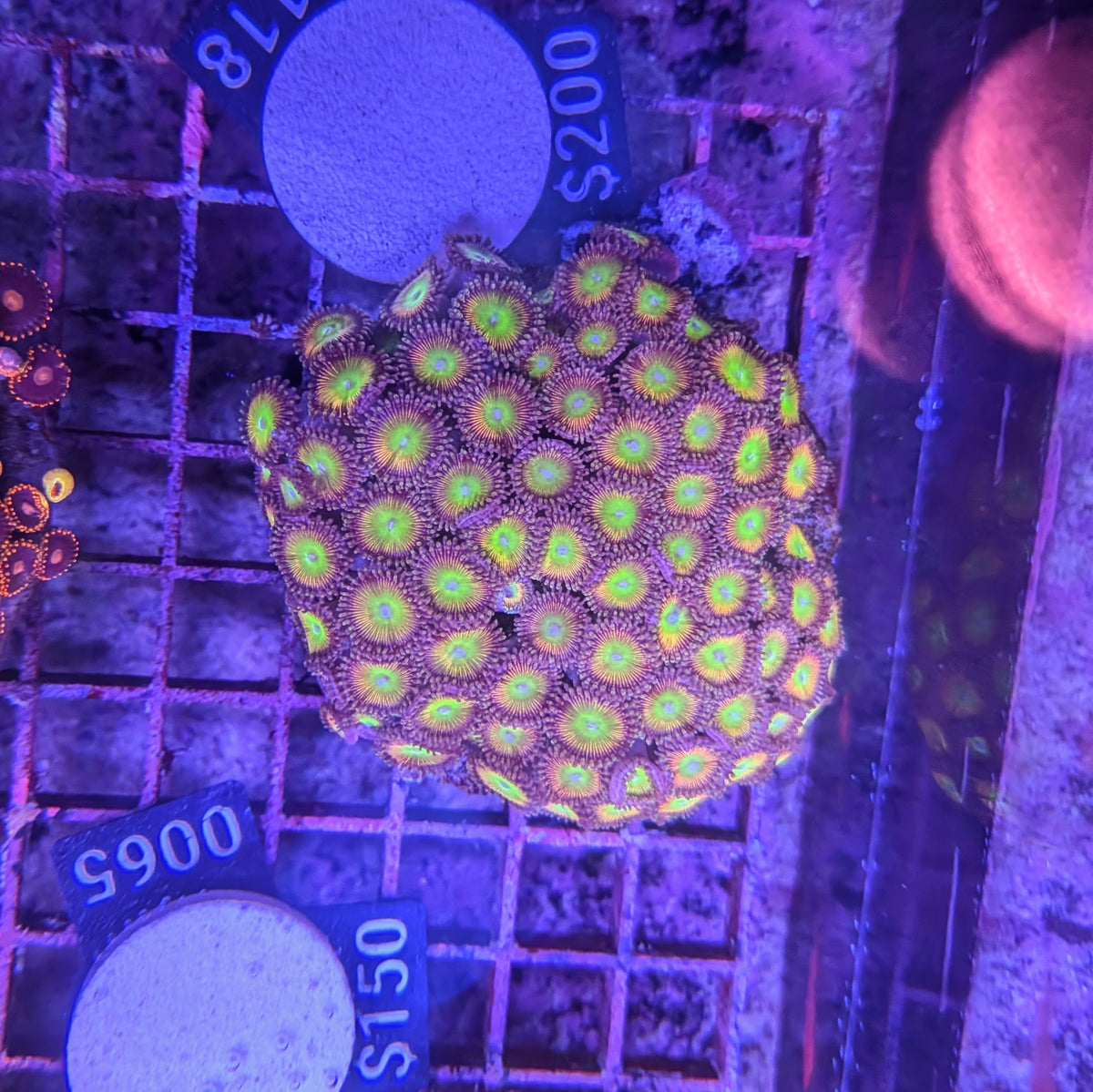 Wild Sunny D Zoa Colony 0118