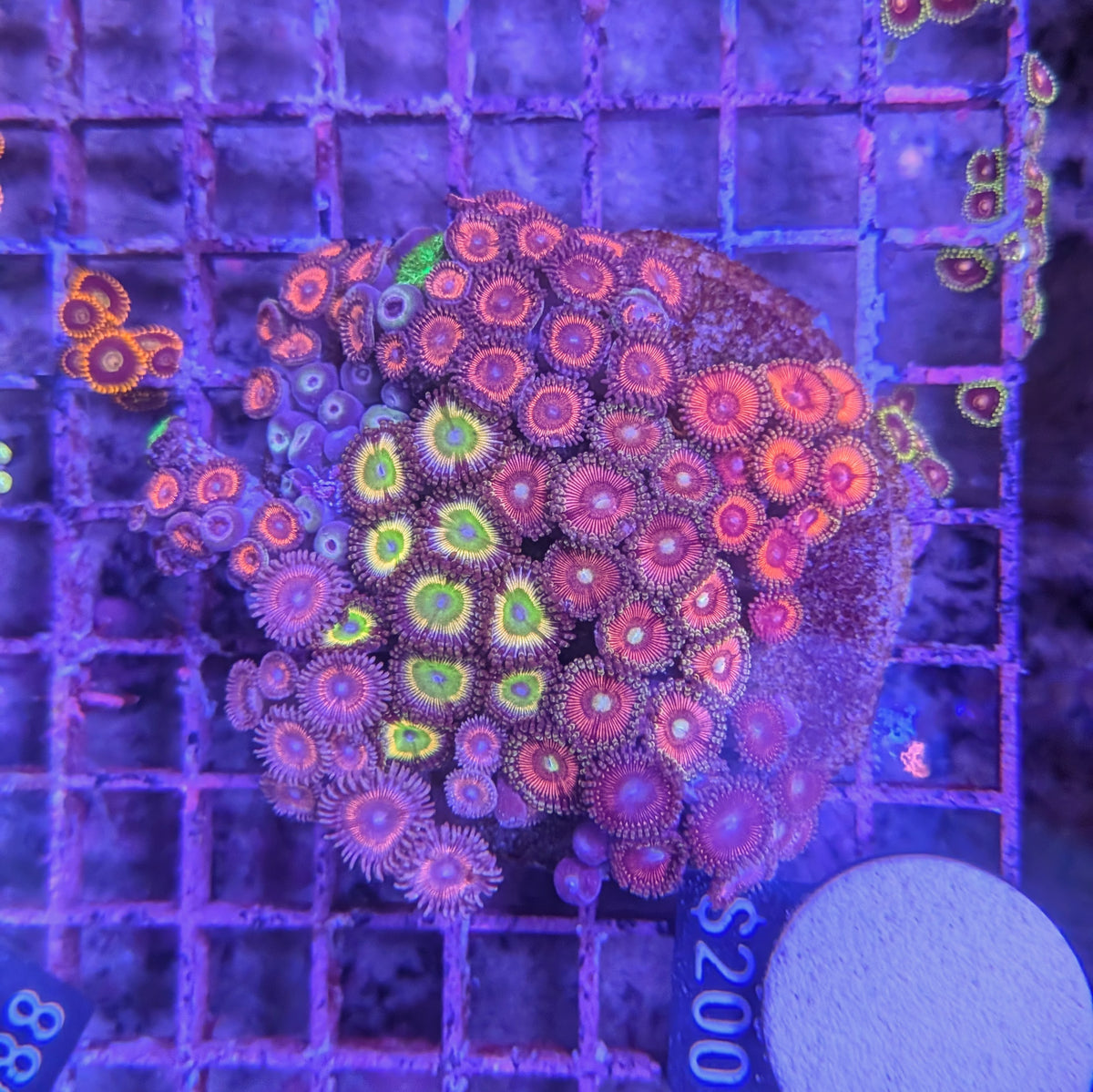 Zoa Garden 0080