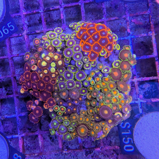 Zoa Garden 0105