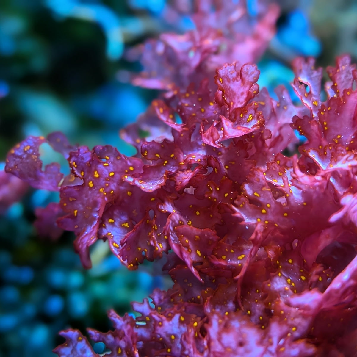 Atomic Broccoli Macroalgae Frag