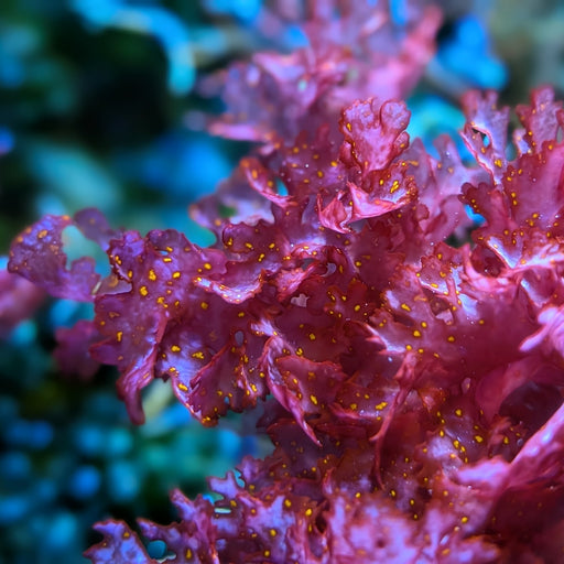 Atomic Broccoli Macroalgae Frag