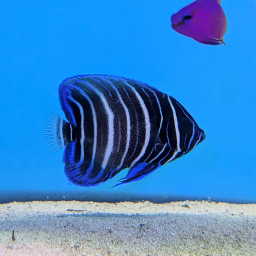 Annularis Angel