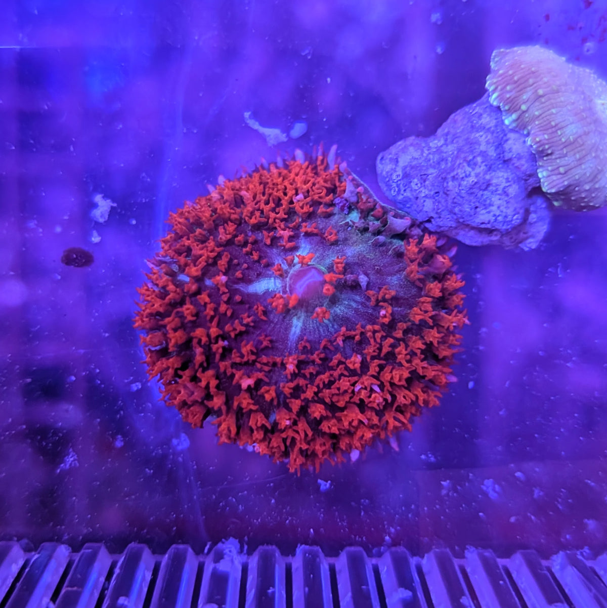 St Thomas Bounce Mushroom 0069