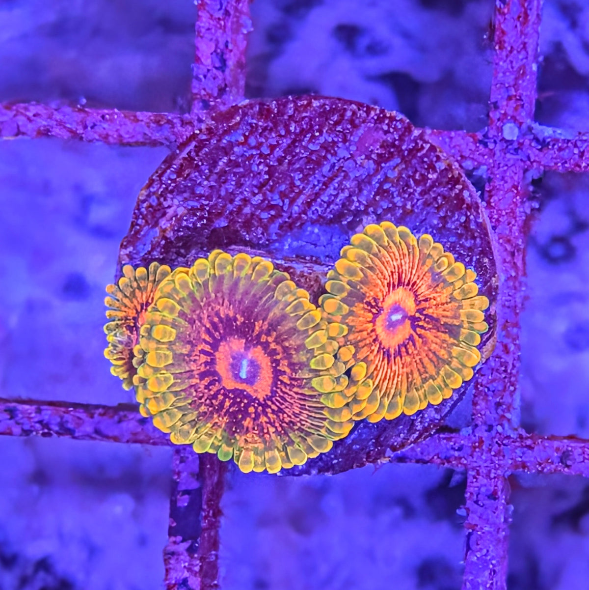 Grand Master Krak (GMK) Zoa Frag 0078