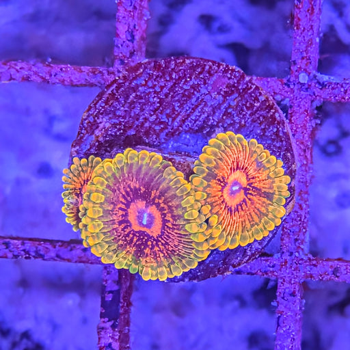 Grand Master Krak (GMK) Zoa Frag 0078