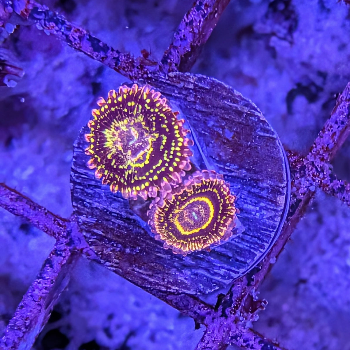 Stratosphere Zoa Frag 0073