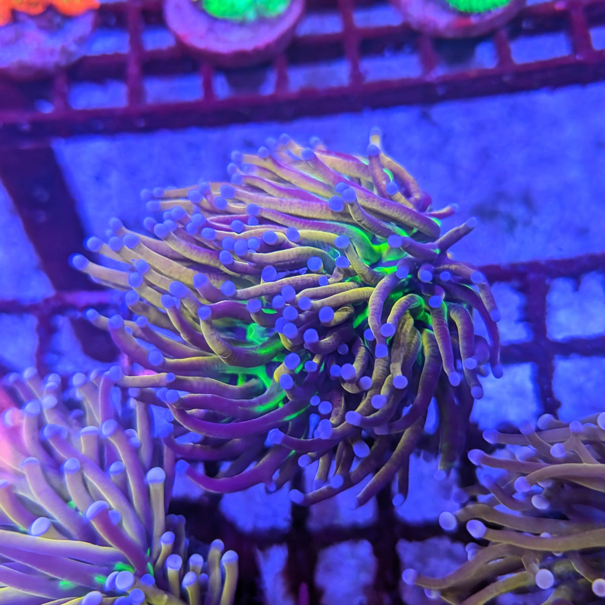 Ultra Knicks Torch 0048