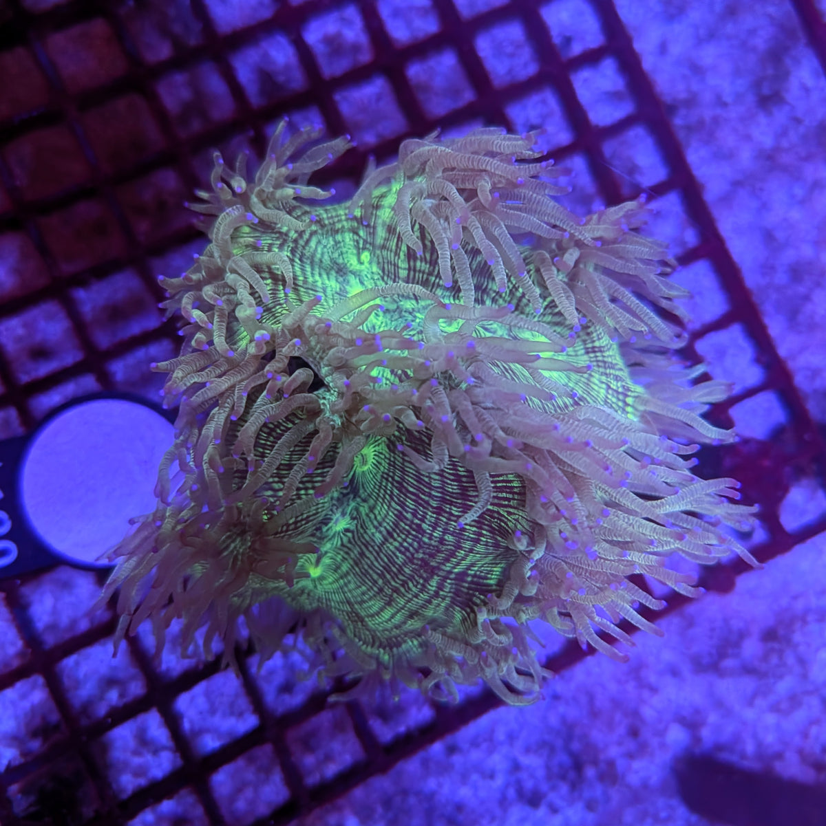 Elegance Coral 4" 0104