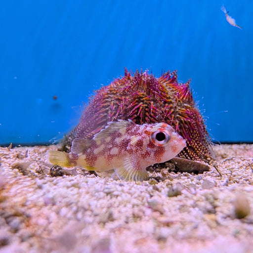 Yellowspotted Pygmy Scorpionfish