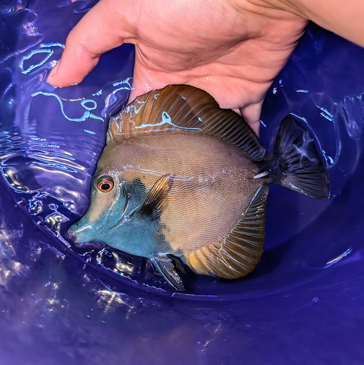 Geometric Blueface Koi Tang