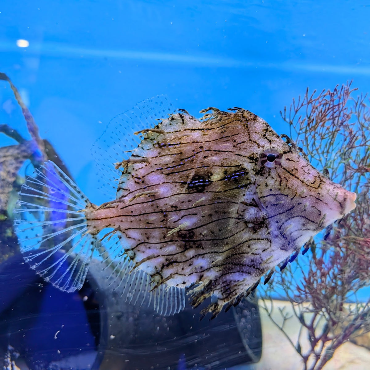 Tasseled Filefish XL