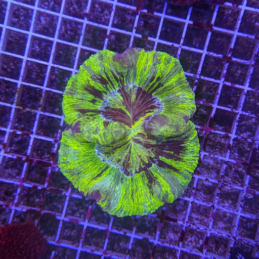 Green Tie-Dye Trachy