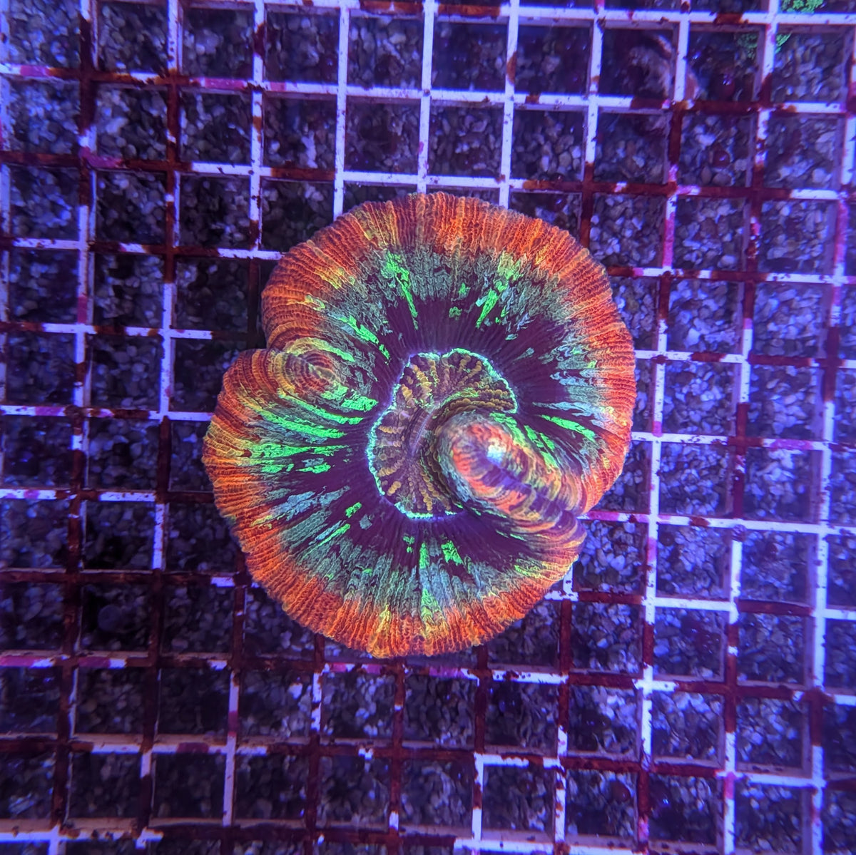 Red Rainbow Trachy