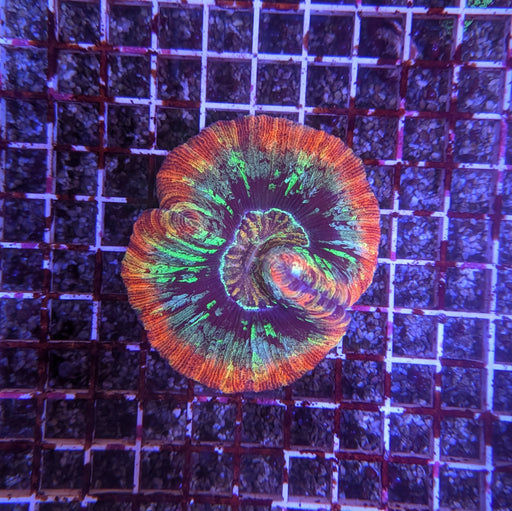 Red Rainbow Trachy