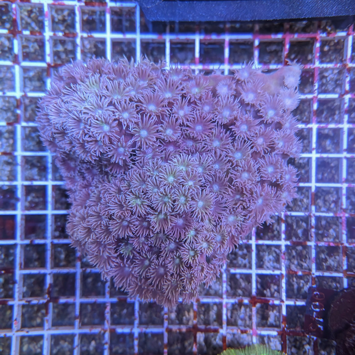 Turbinaria Peltata Colony