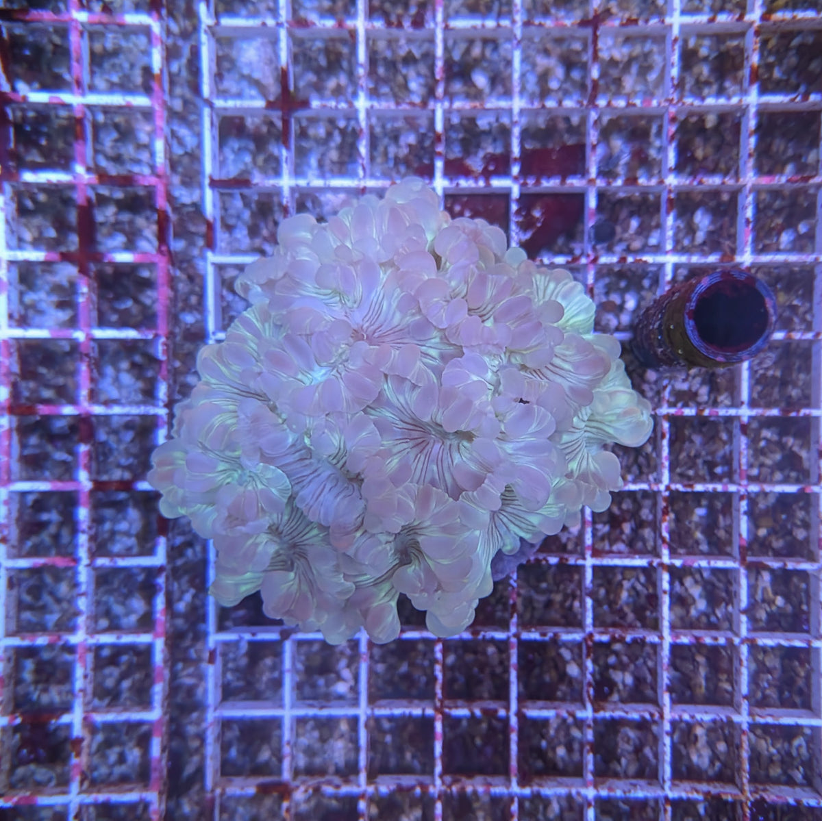 Mint Green Fox Coral Colony